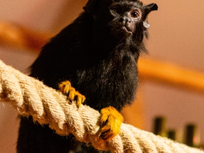Roodhandtamarin - De Zonnegloed - Dierenpark - Dieren opvangcentrum - Sanctuary